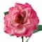 Garden Bloom Orlane Rose Stem Ashland™